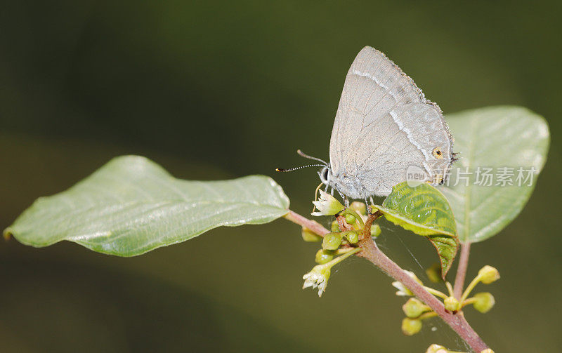 紫斑蝶(Neozephyrus quercus)